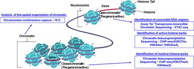 Integrated Analysis of Whole Genome and Epigenome Data Using Machine Learning Technology: Toward the Establishment of Precision Oncology